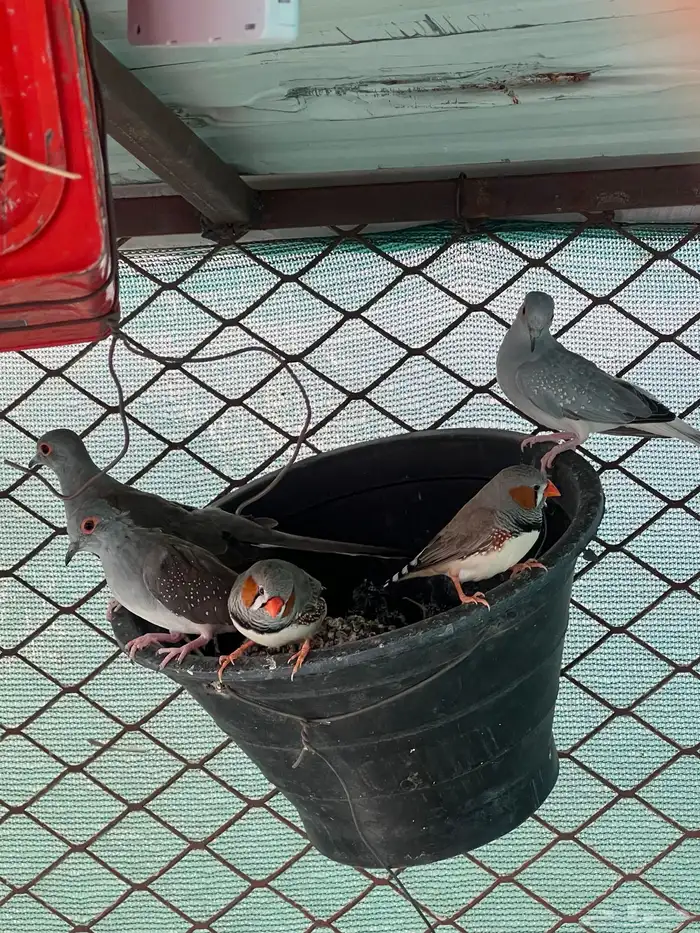 طيور مشكله للبيع 4