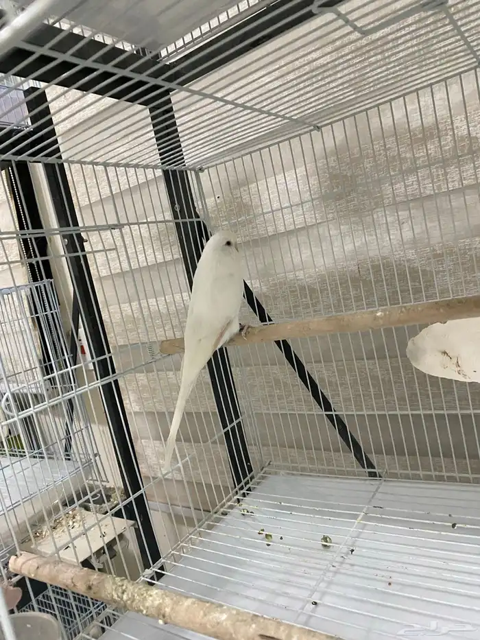 طيور روز وبادجي 3