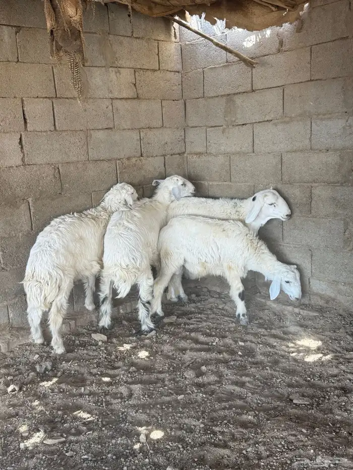 طليان فل الفل شحم من انتاج مراحي 5