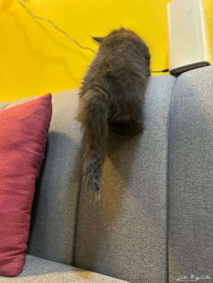 قطوتين للبيع 34