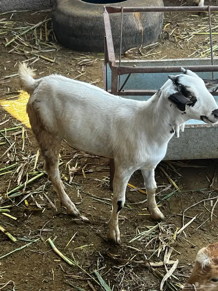 مشروع فحل بيشي 3