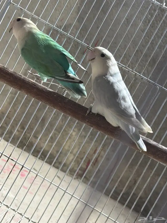 لبيع جوزين روز 2