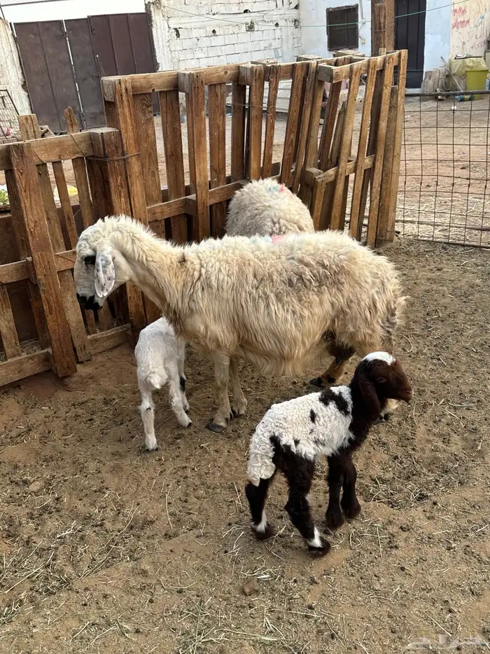 نعاج نعيم ولد معه 2 خرفان 0