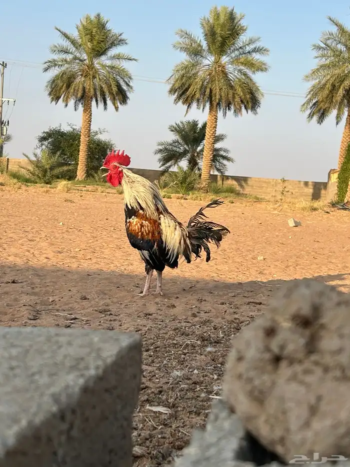 السلام عليكم دجاج بلدي للبيع 5