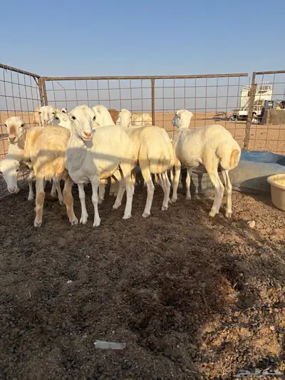 رخال رفيدي index