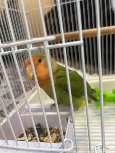 روز اليف هدد index