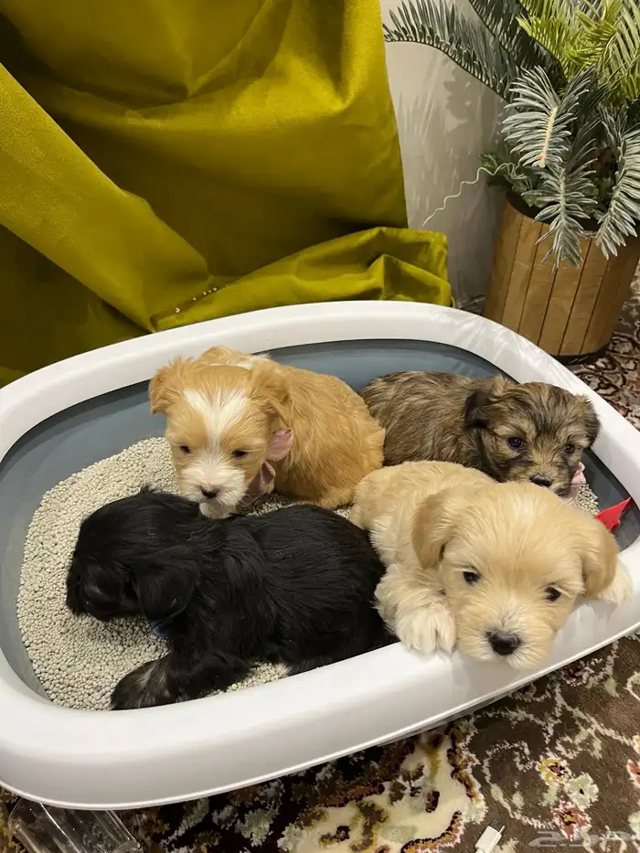 كلبة زينه للبيع معها عياله 1