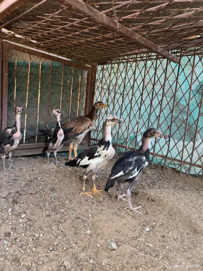 دجاج سندي دجاج تيلندي 3