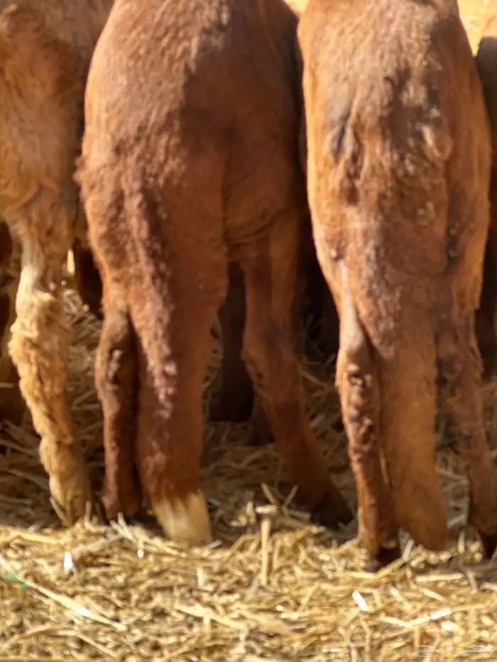 سواكنيات ورفيديات عمر 4 شهور مرابي 21