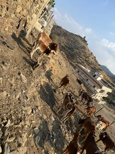 حسلان للبيع جمله 15 راس بسعر 3500 لرأس index