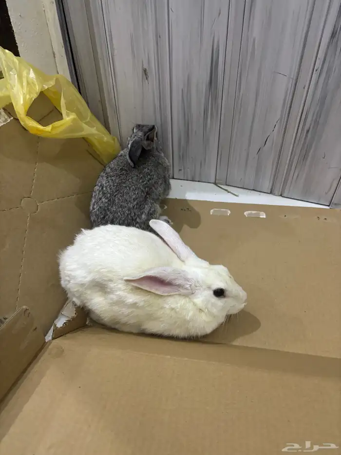 ارانب للبيع انثى وذكر 2