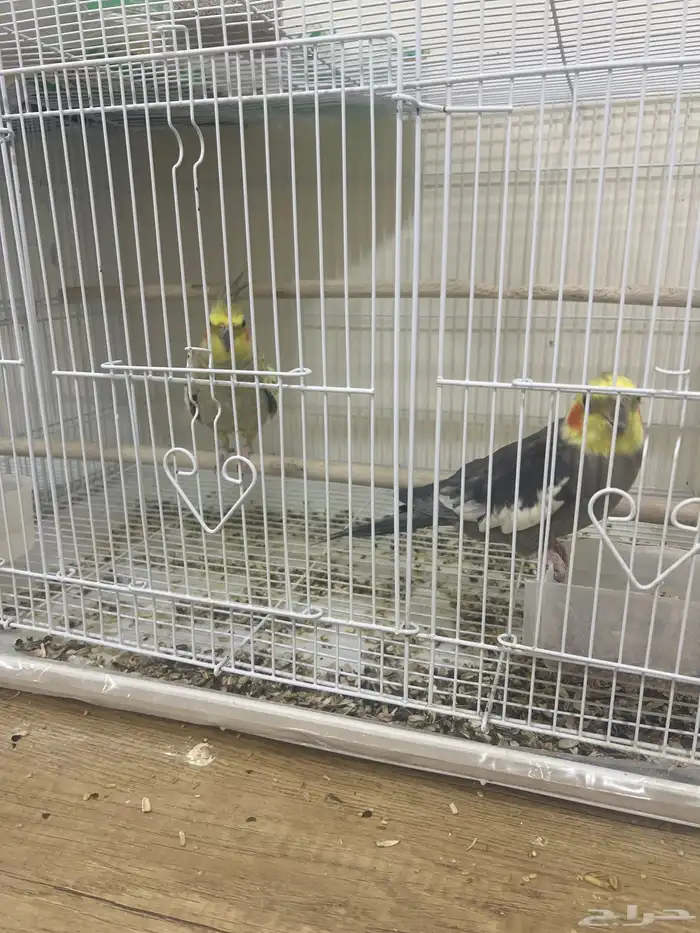 عدد 14 طير كروان للبيع جميع مع اقفاصهم و اكلهم و البياضات 0