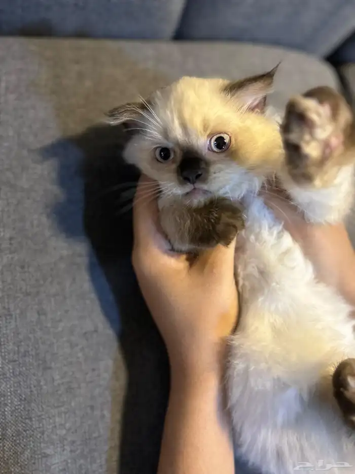 قطوتين للبيع 23