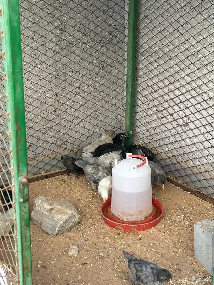 صوص براهما 4