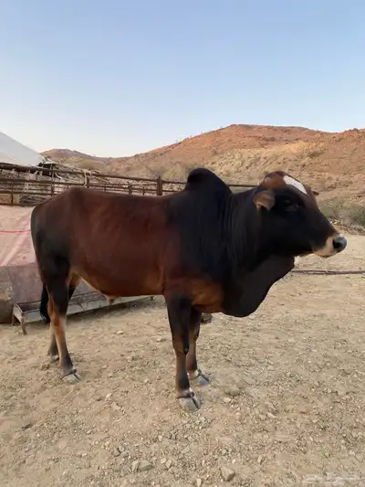 ثور بلدي index