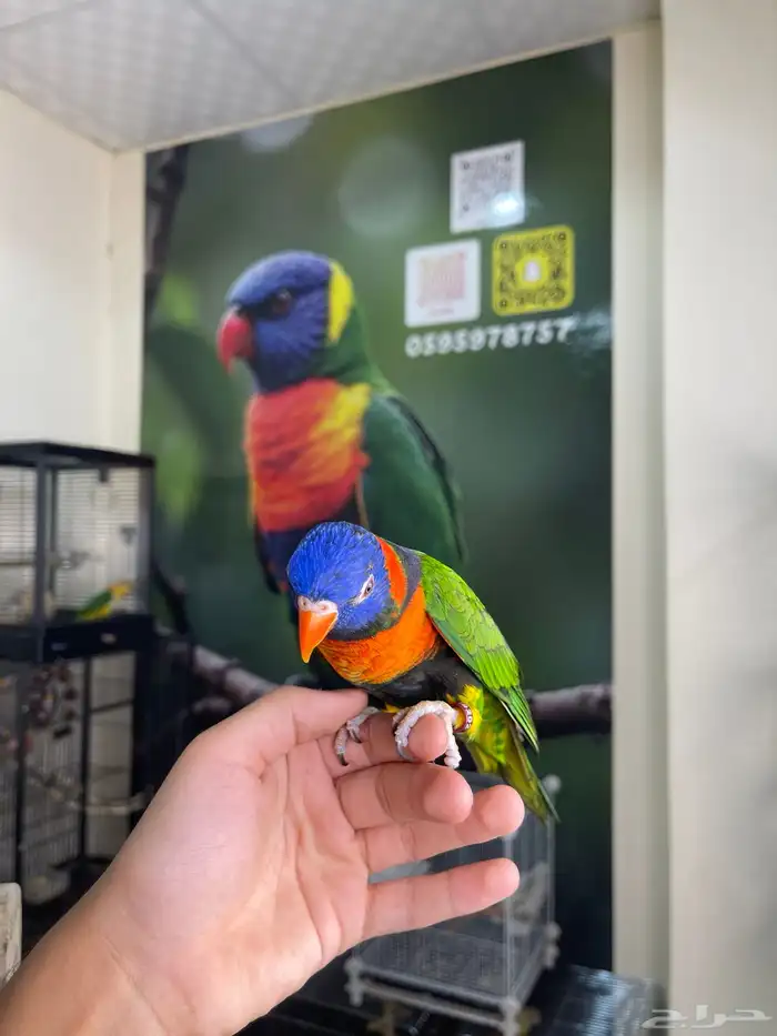 انثى لوري اليفه و منتجه تم البيع 5