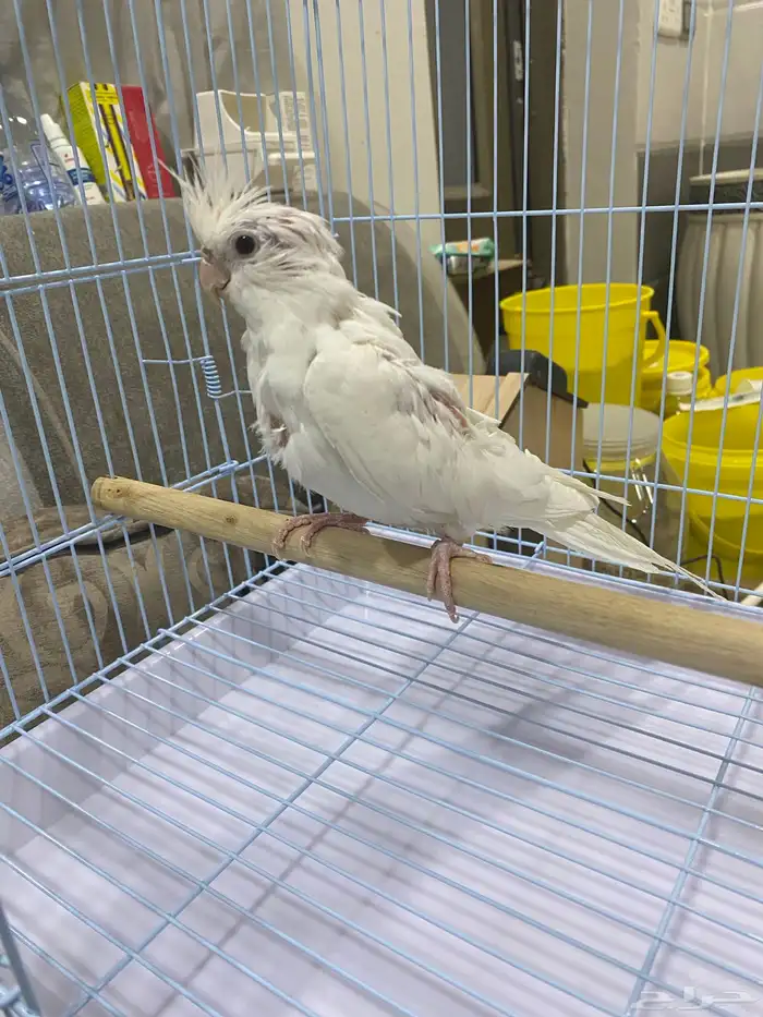 كروان اللبينو 2