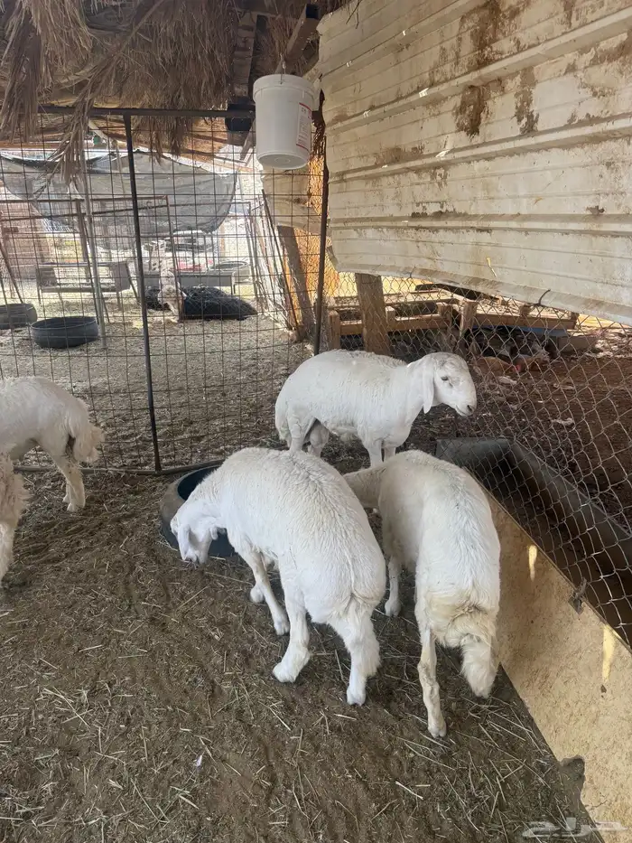 طليان. والتيوس ذبايح. 41