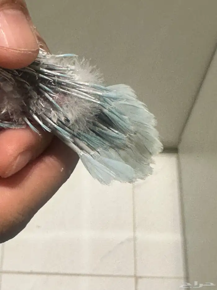 فرخ كويكر دايلت عيون حمراء ( تم البيع) 2