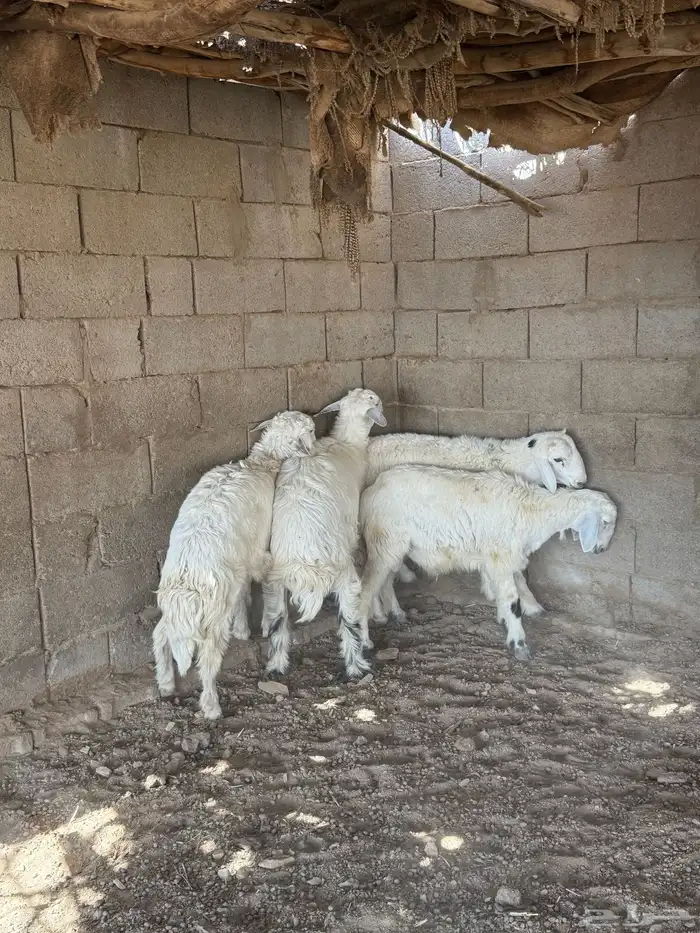 طليان فل الفل شحم من انتاج مراحي 6