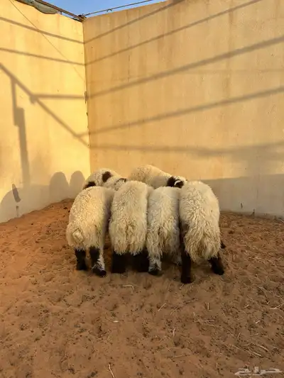 طليان جبره ومفاطيح جزله index