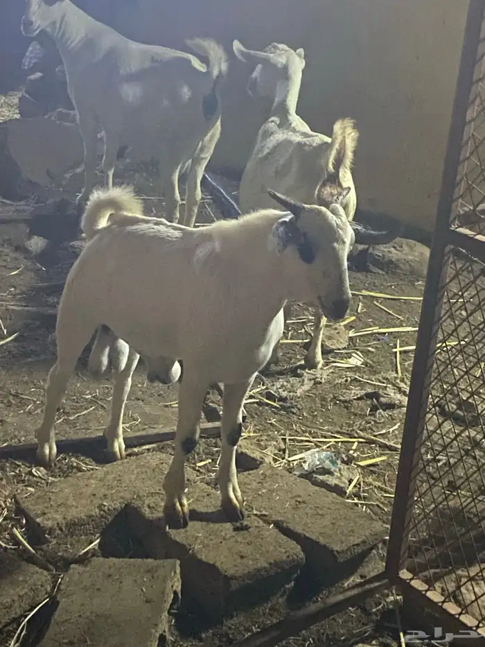 تيس بيشي اصيل 1