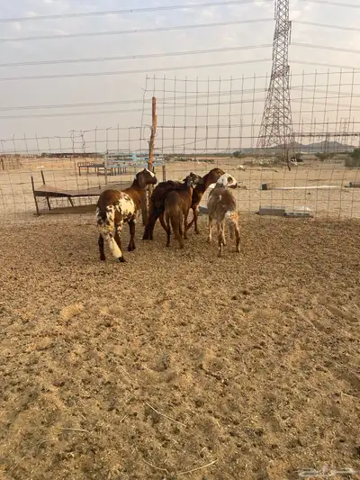 رخال سواكني index