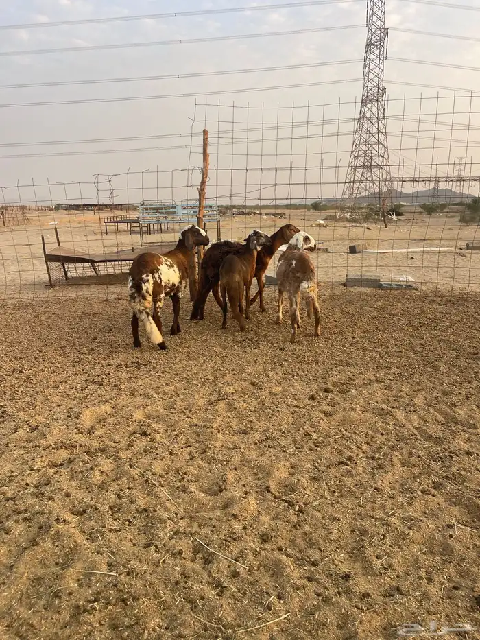 رخال سواكني 1