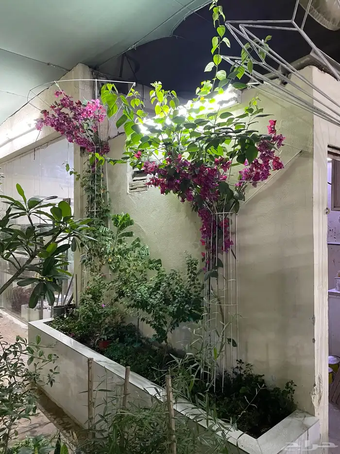 ستاندات للجهنمية و المتسلقات 7