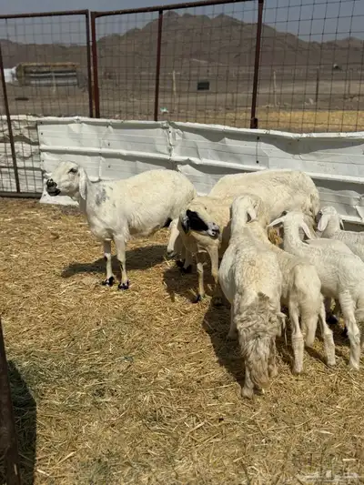 ضان ولد 6 معها 5 index