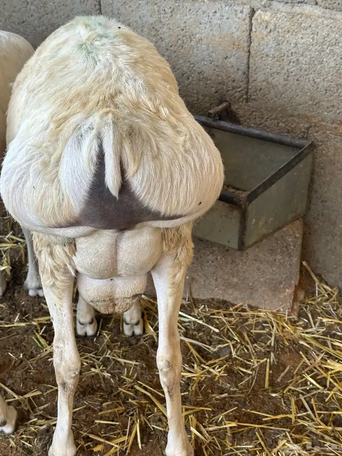 رفيديات وبرابر مرابي طب وتخير 17