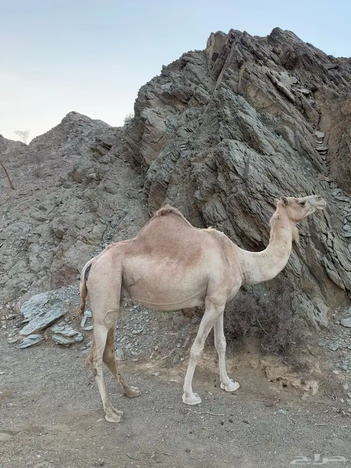 ناقه لللبيع حره 0