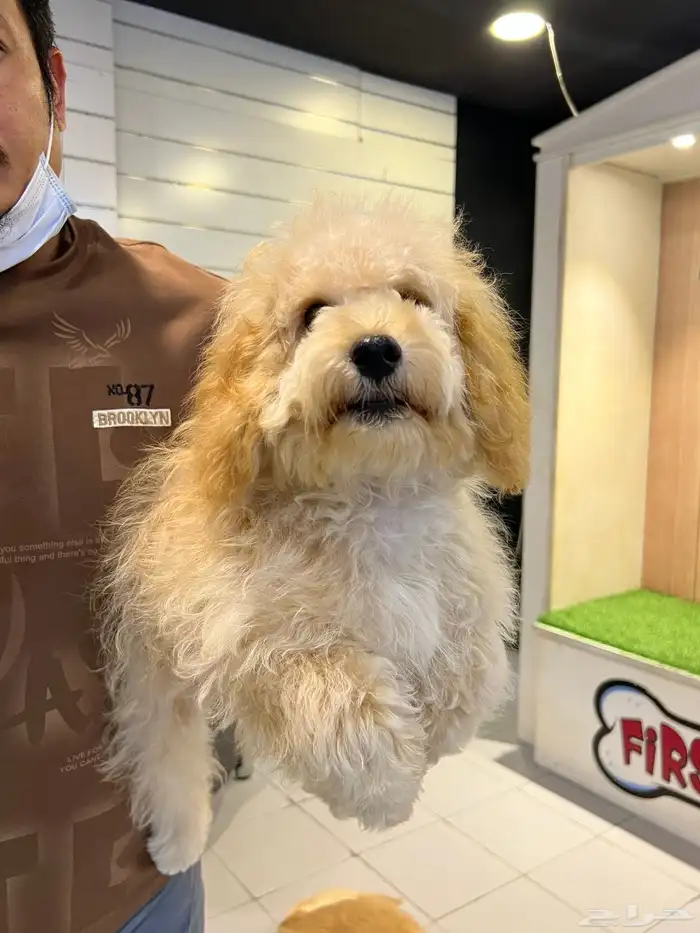 للبيع كلب جرو بودل مالتيبو مدرب و مطعم 2