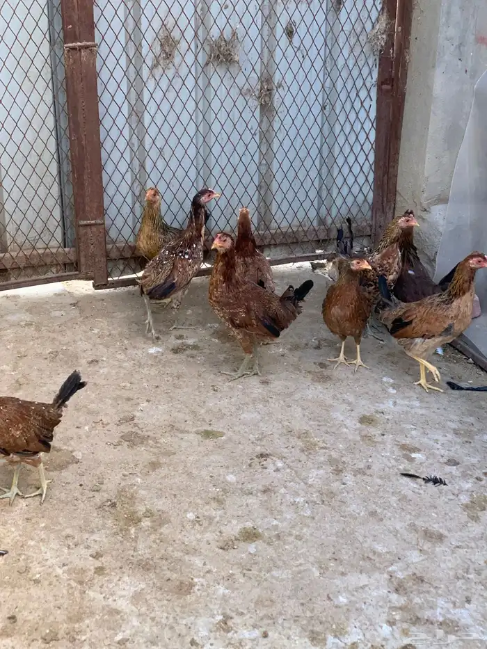 دجاج بلدي اصيل فري وماكنتوش( تم البيع. ) 6