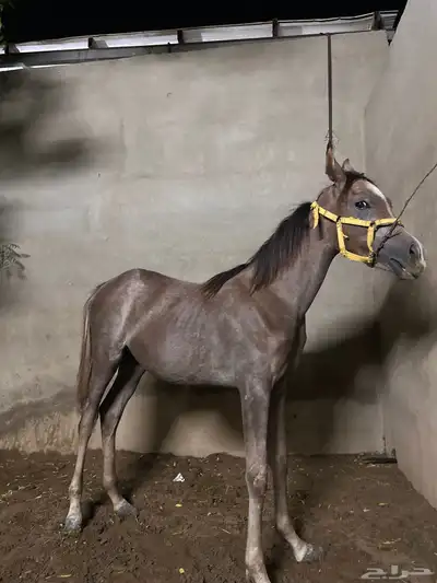 مهرة للبيع دم مستورد index