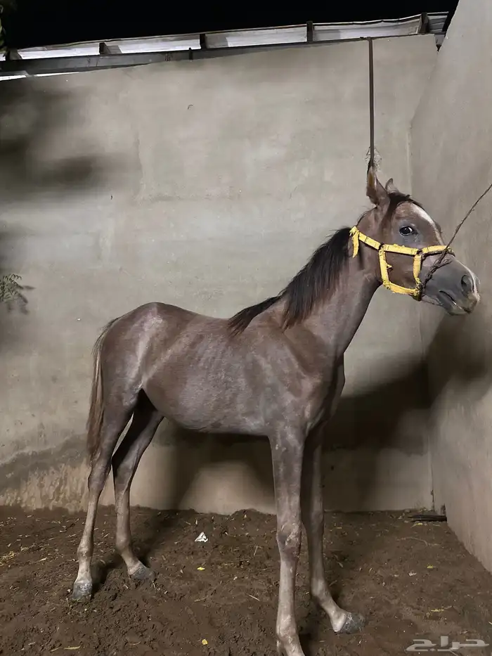 مهرة للبيع دم مستورد 1