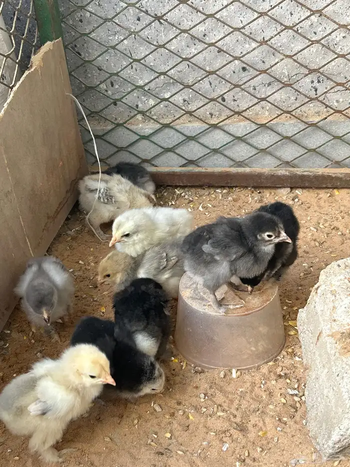 صوص براهما 3