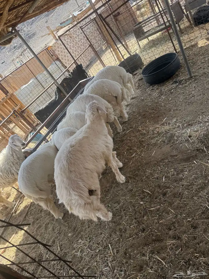 طليان. والتيوس ذبايح. 31