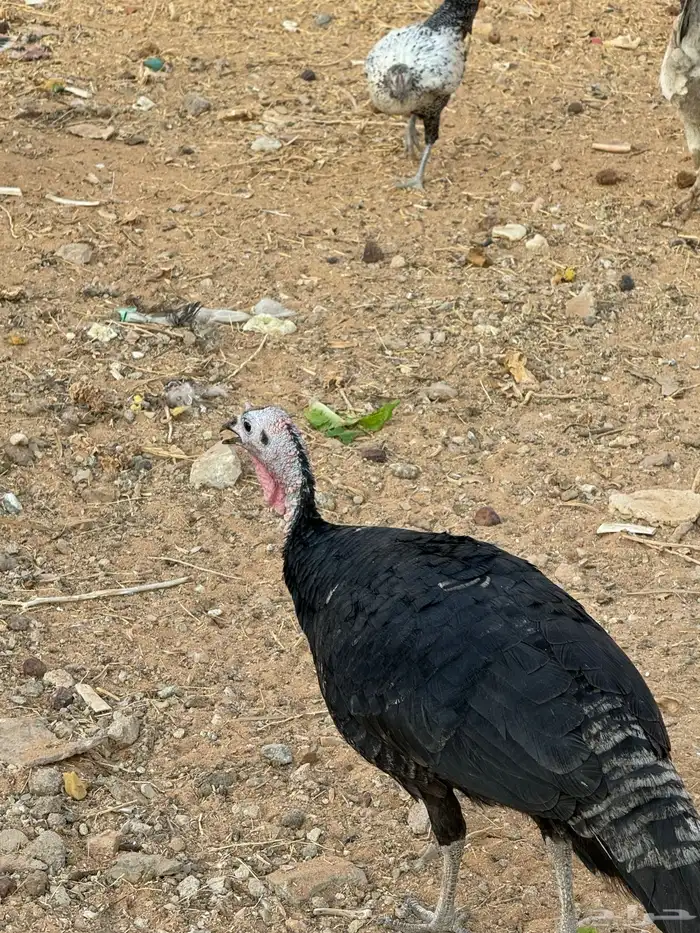 دجاج رومى و وز عراقي 4