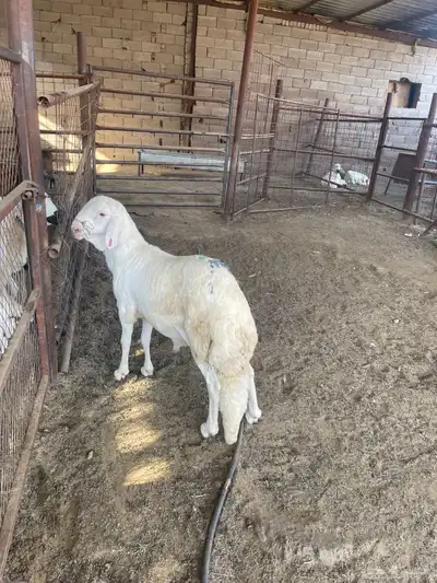 خروف للبيع index