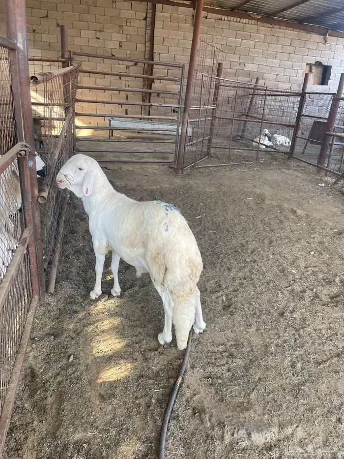 خروف للبيع 1