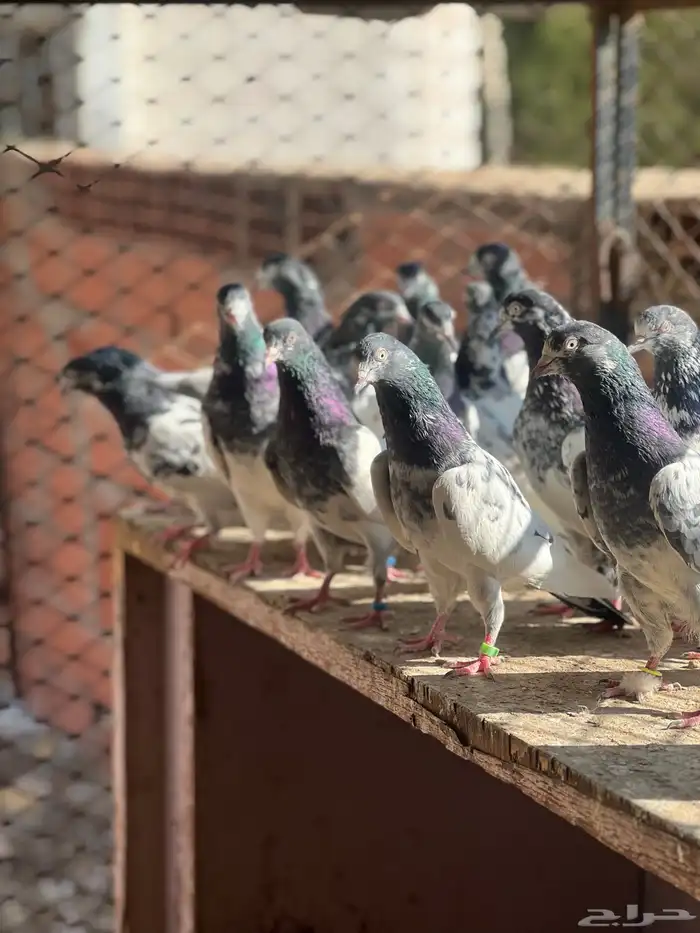 حمام بكستاني تيدي(تم البيع ) 2