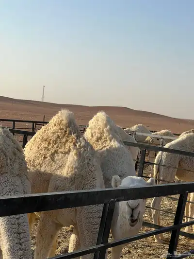 حشو للبيع index