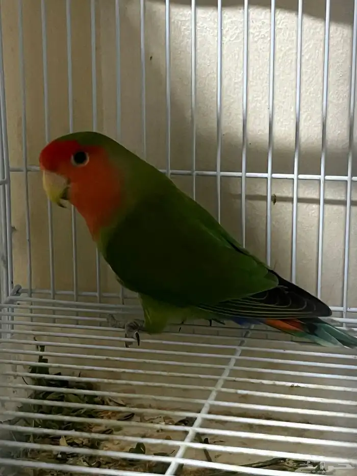 ذكر روز لونق فذر حجم توب ماشاء الله 4