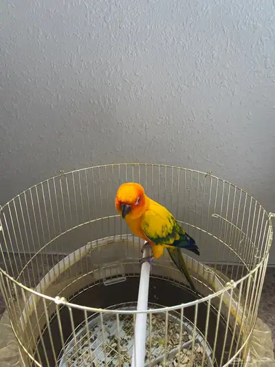 صن كنيور اليف index