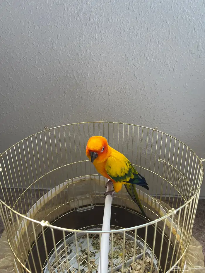 صن كنيور اليف 0