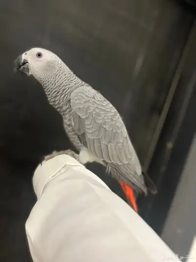 فرخ كاسكو ثلجي index