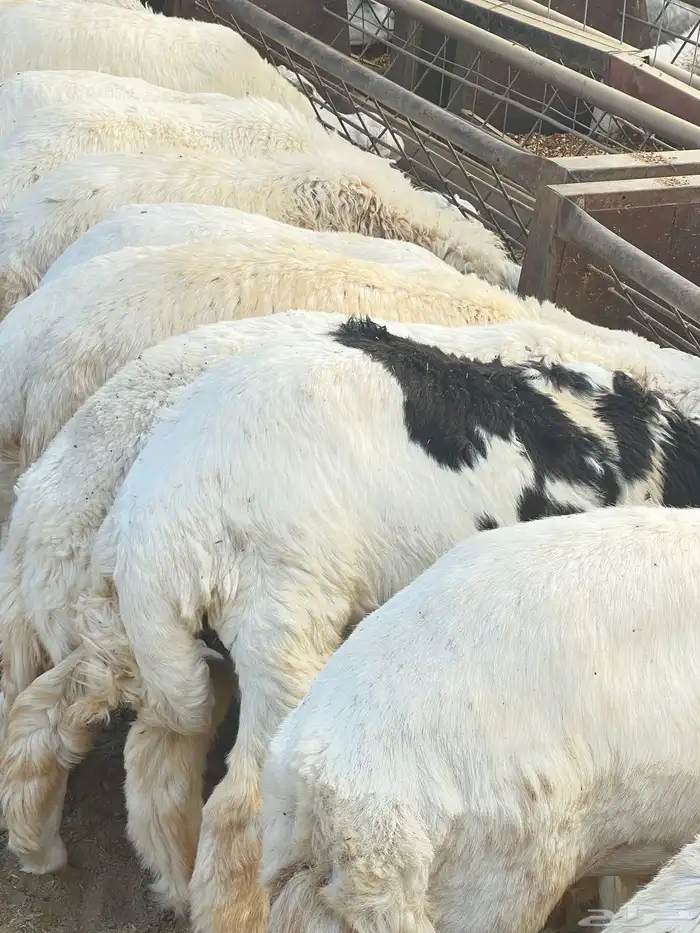 ذبايح للبيع 10