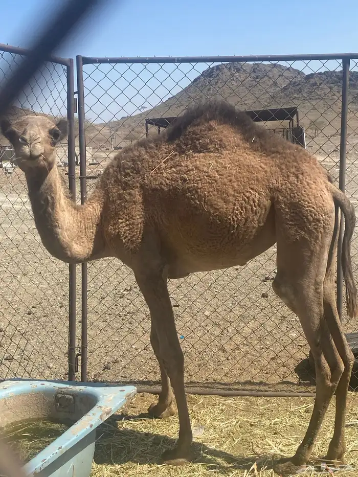 اعرض لكم ناقه خلفه تحتها بكره البكره عازلها عن امها مطوله 0