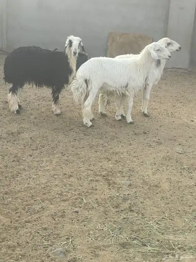 طليان 2 ورخال 1 طيبه الحد 1200 جمله وتفريد 1250 index